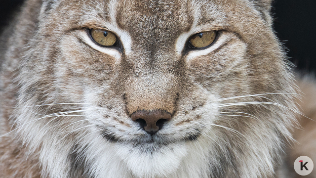На Виштынце установят фотоловушки на благородных оленей и рысей