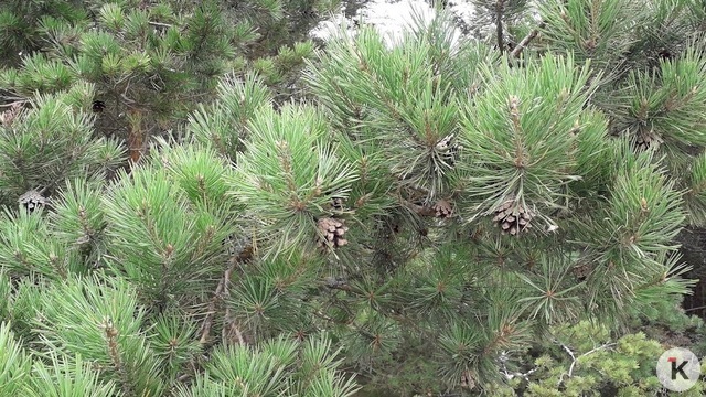 В Виштынецком парке рассказали, на что потратят деньги от продажи билетов и 160 млн рублей федеральной субсидии  