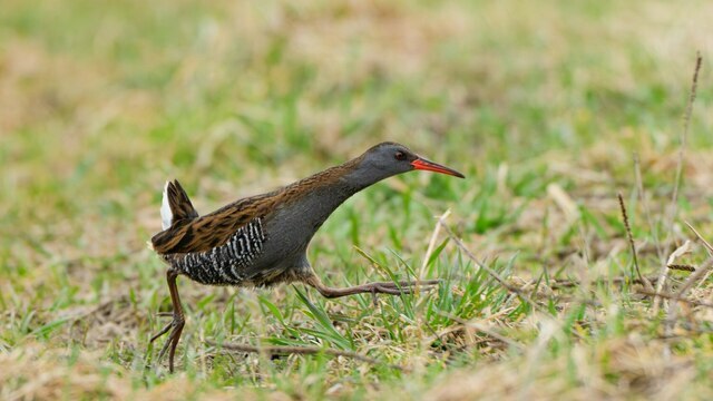 Птичку, которая бегает как спринтер и хрюкает как поросёнок, заметили в Светловском округе (фото)  