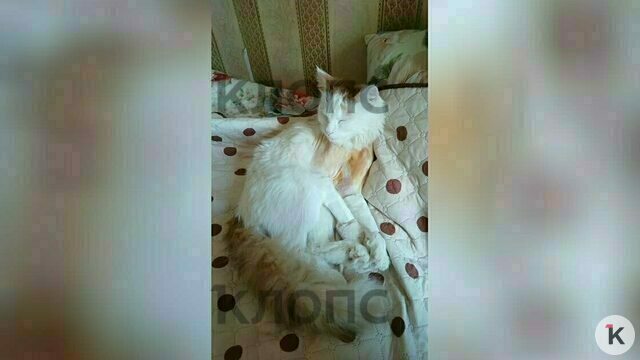 Лежал в луже со сломанными лапами: калининградцы влезли в долги ради спасения кота, от которого избавились хозяева   