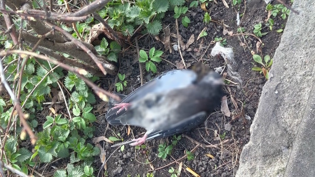 На Летнем озере в Калининграде снова начался массовый мор голубей (фото) 