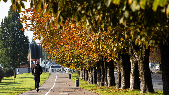 На 50 улицах Калининграда расставят ловушки для моли  