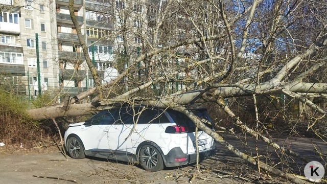 В Калининграде ещё на трёх улицах рухнули массивные деревья, ствол зажал легковушку (фото)