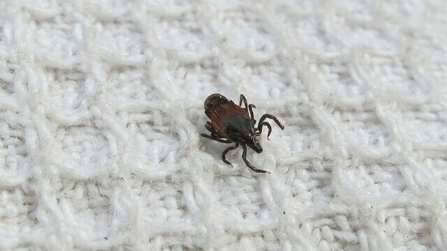 Несмотря на холодные ночи, активность клещей в Калининградской области растёт на глазах (фото)  