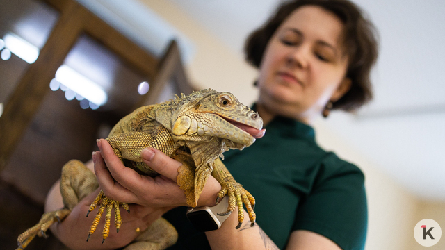 Нежная Лерочка и кусачий нелегал Жорик: как живёт единственный в Калининградской области приют для рептилий (фото)