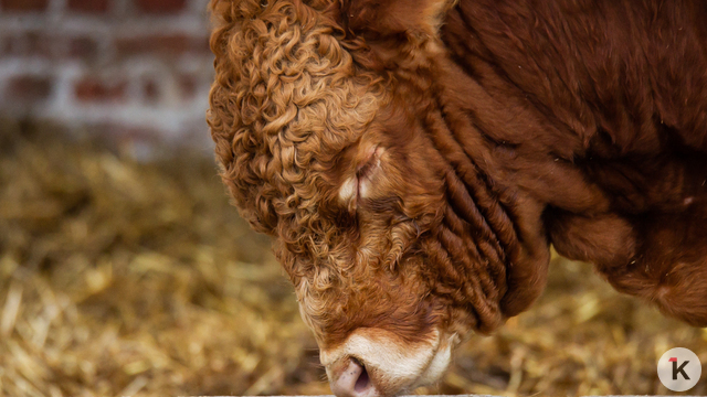 В Калининградской области растёт производство мяса, молока и яиц  