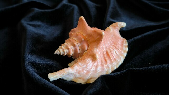 В Калининград привезли сто уникальных морских раковин