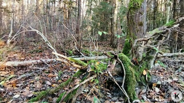 «Я гулял на Виштынце, но пришлось платить в конце»: музыкальный дайджест калининградских новостей за неделю (видео)  