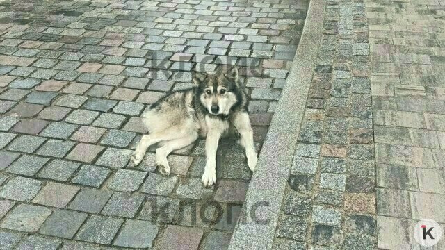 В Калининграде ветврачи до утра оперировали слепого пса с тяжёлыми травмами (фото, видео)  