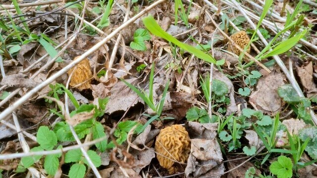 В лесах Калининградской области появилась сморчковая шапочка (фото)