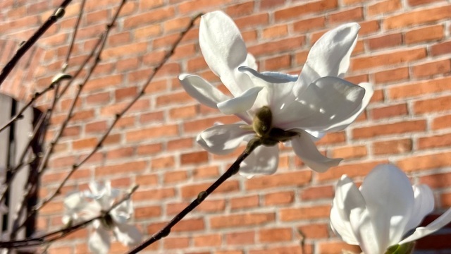 Синоптики обнадёжили: в Калининград вернётся тепло