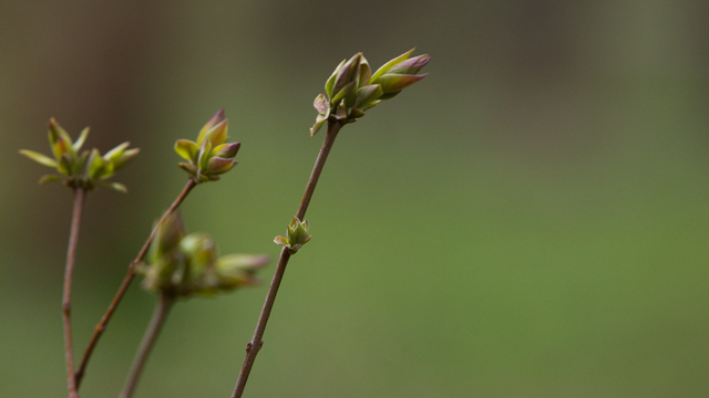 Заморозки ночью и весеннее тепло днём: погода в Калининградской области на воскресенье