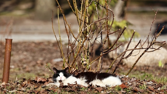 В Калининградской области в субботу потеплеет до +12 градусов