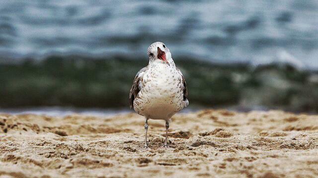 В Калининградской области на неделе потеплеет до +17 и установится сухая погода