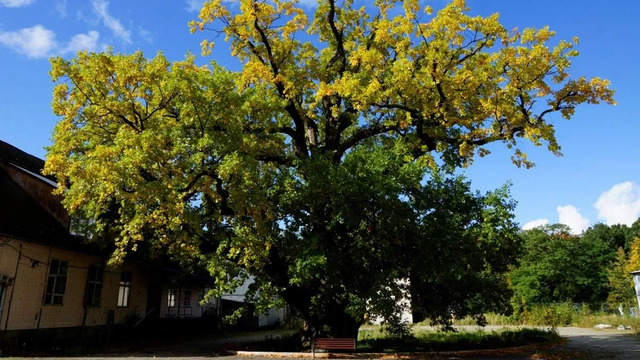 От частного к общему: 800-летний дуб в Ладушкине стал ближе к людям