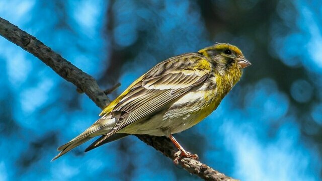 В Калининградскую область вернулась птичка, которая поселилась здесь 121 год назад (фото)  