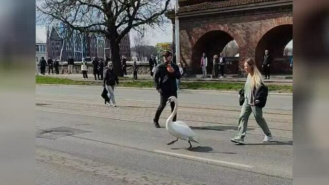 Лебедь, которого нашли на проезжей части на Черняховского, погиб (видео)  