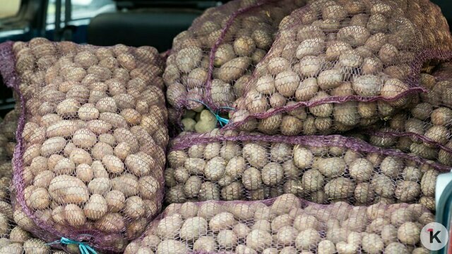 Калининградская область с начала года отправила в российские регионы 1,7 тыс. тонн семенного картофеля  