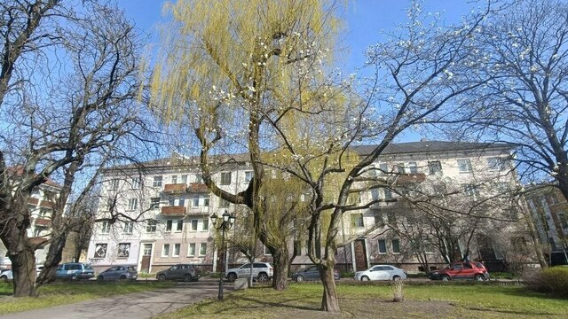 Возле драмтеатра в Калининграде беспощадно обрезали магнолию, у которой любили фотографироваться прохожие (фото) 