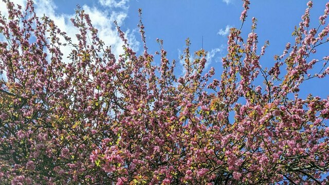Если яблоня плохо цветёт: калининградский агроном рассказал, как определить, здорово ли дерево и улучшить урожай
