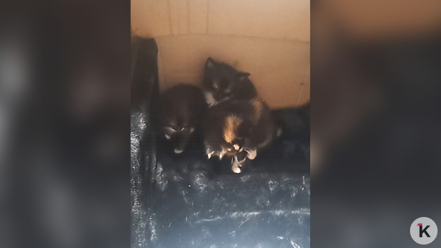 «Принять меры по ликвидации»: в Советске кошку с котятами УК закрыла в подвале без окон (фото) 