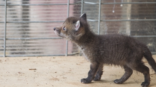 Калининградские депутаты поддержали поправки в закон о реабилитации диких животных — Кропоткин