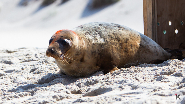 Директор зоопарка Калининграда рассказала, почему на побережье этой весной должно быть меньше тюленят  