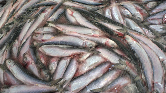 На проспекте Победы пахнет рыбой, потому что на территории колонии по соседству коптят кильку  