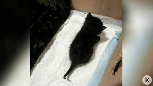 «Принять меры по ликвидации»: в Советске кошку с котятами УК закрыла в подвале без окон (фото) 