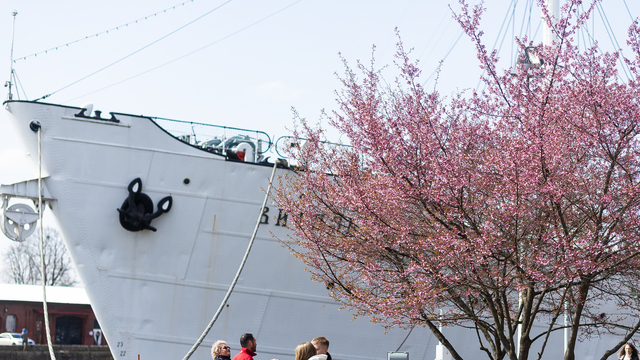 В Калининграде зацвела сакура