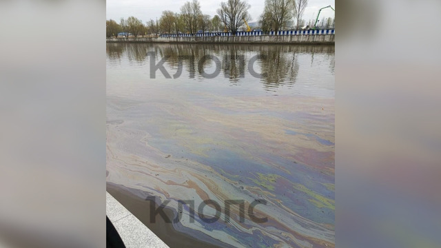 «Рыбаки даже не удивились»: в Калининграде Преголя покрылась радужными маслянистыми разводами (фото)  