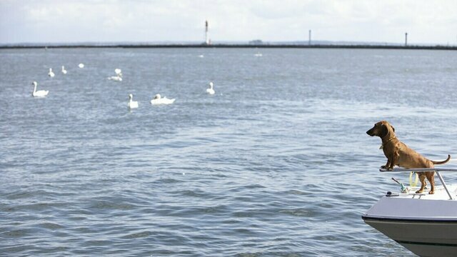 Калининград попал в десятку популярных направлений апрельских путешествий с питомцами в апреле