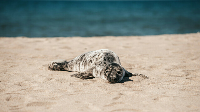 Не пихайте в воду и оцените вид: когда и как нужно помогать тюленю на берегу