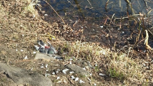 Голуби, погибшие на Летнем озере, птичьим гриппом не болели — минприроды