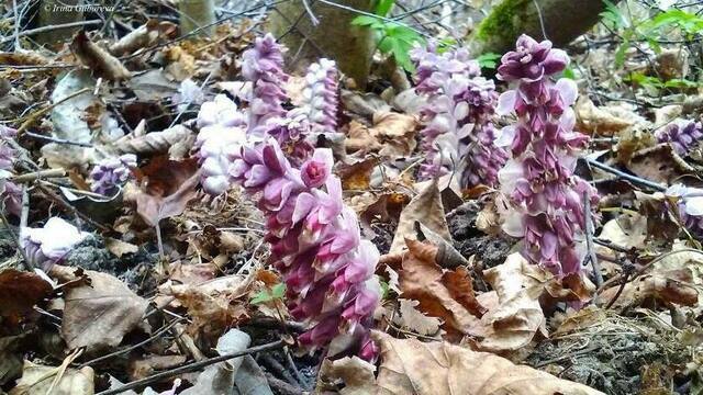 На Куршской косе показался цветок, который большую часть жизни обитает под землёй и славится магическими свойствами (фото)  
