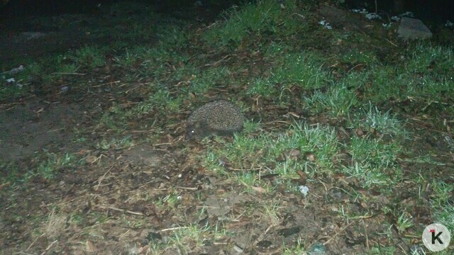 «Любовь у них, весна»: житель Светлого запечатлел милую возню двух ёжиков (видео)  