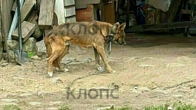 В посёлке под Калининградом хромой истощённый пёс сидит на железной цепи (фото, видео)  