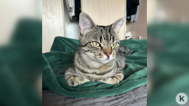 Кот Борис, покоривший сердца посетителей калининградского кафе, полгода боролся с болезнями и встал на лапы (фото, видео)  