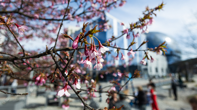 На выходные калининградцам обещают комфортные по апрельским меркам дневные температуры