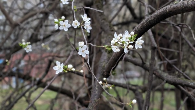 Под корой сидят вредители: можно ли обрезать сухие ветки, если дерево уже цветёт, рассказал калининградский агроном