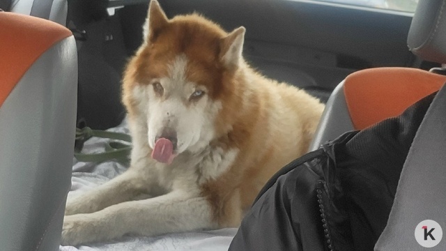 На окраине Калининграда хаски остался жить у сгоревшего дома, где погиб его любимец — девятилетний мальчик (фото)  