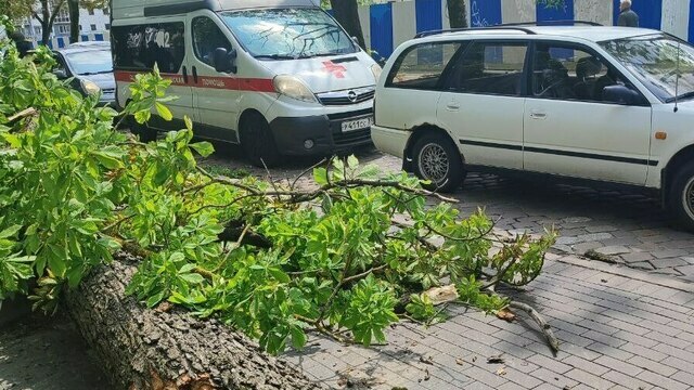 Обвиняемый по делу о смертельном падении каштана в Калининграде вину не признаёт  