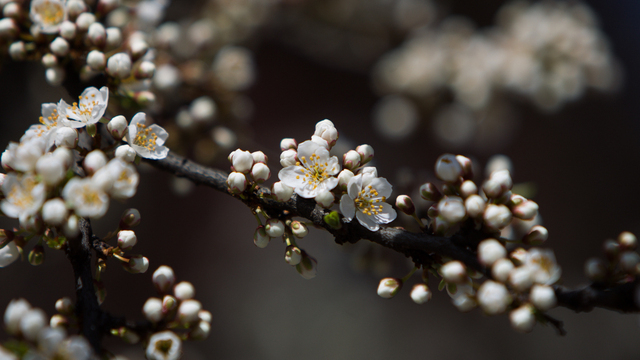 До +15 и с дождями: прогноз погоды в Калининградской области на 19 апреля