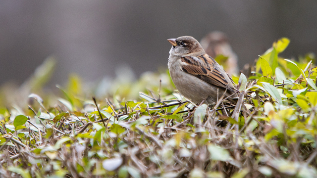 Почти лето: в Калининградской области в субботу потеплеет до +17