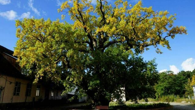 В Ладушкине легендарным дубом можно будет только любоваться, потрогать его не разрешат  