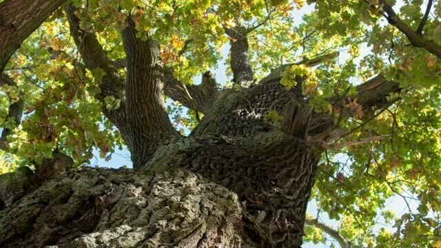 В Ладушкине возле легендарного 800-летнего дуба пройдёт фестиваль с хороводами, драниками и городками