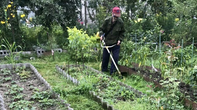 Калининградские учёные рассказали, каких вредителей весной ждать дачникам