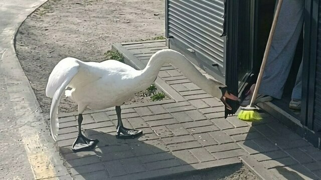 Кофейню на Летнем озере в Калининграде терроризирует агрессивный лебедь (видео)