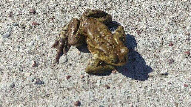 Жабы идут напролом: на Куршской косе проснувшиеся после зимы земноводные отважно пересекают шоссе (фото)