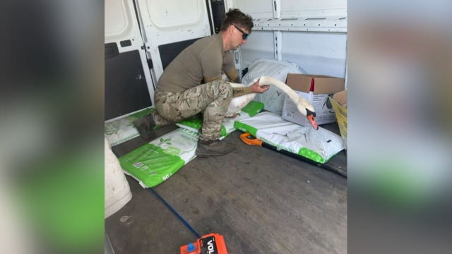 Калининградский фермер приютил сбитого лебедя у себя на пруду, но боится, что разлучил пару (видео)  